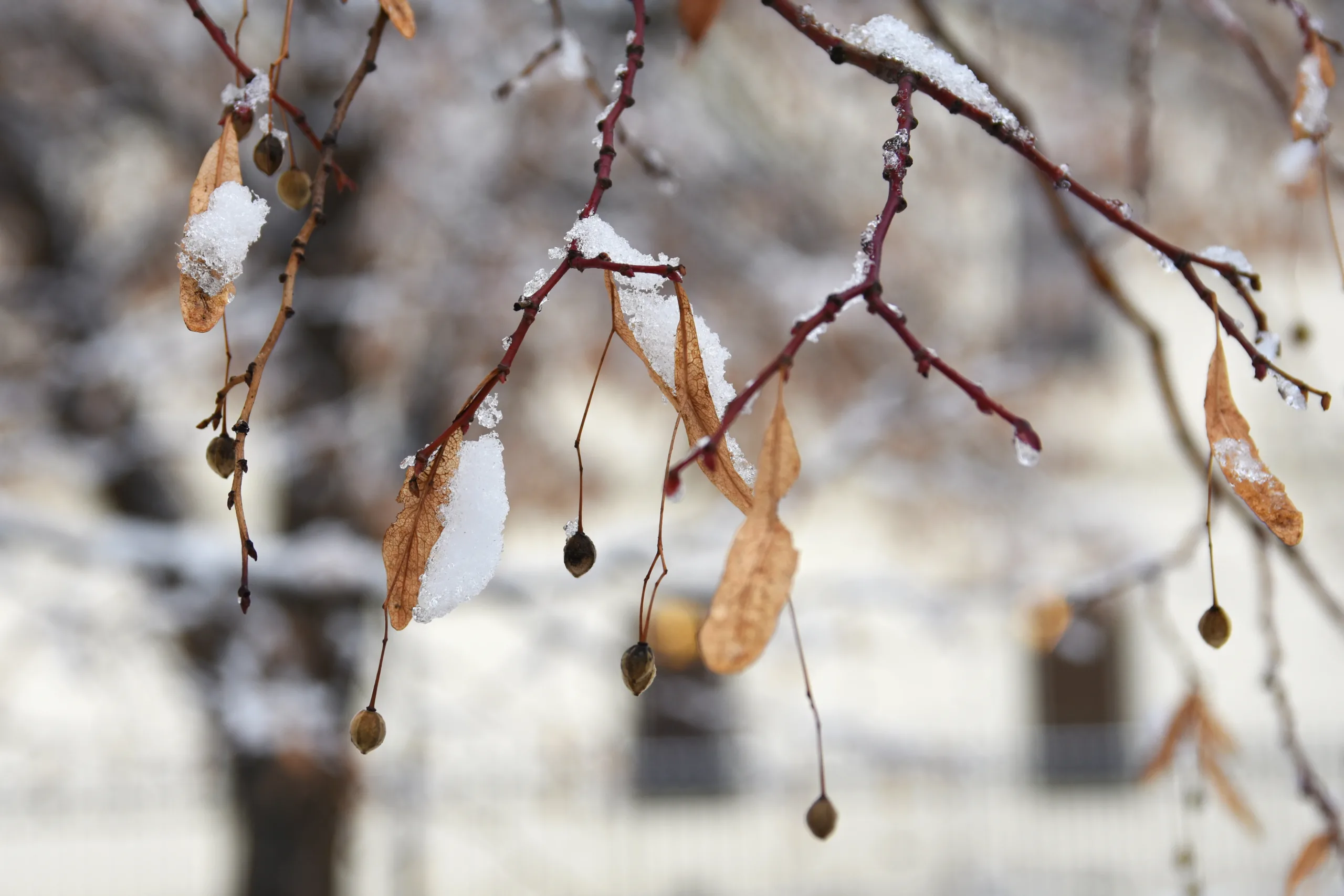 Winter news