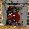Buckfast nucleus colonies