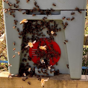 Buckfast nucleus colonies