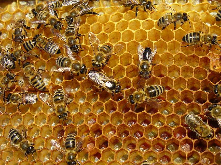 the finest honey in Nottinghamshire bees