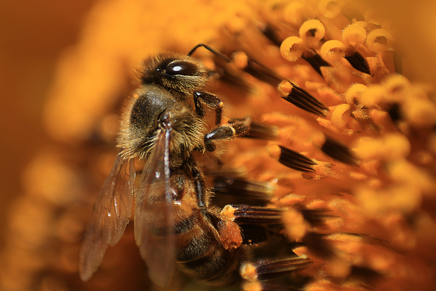 buckfast breeder queens for sale